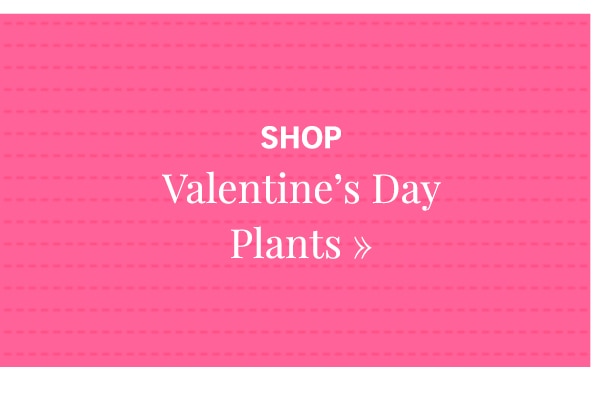 Shop Plants »