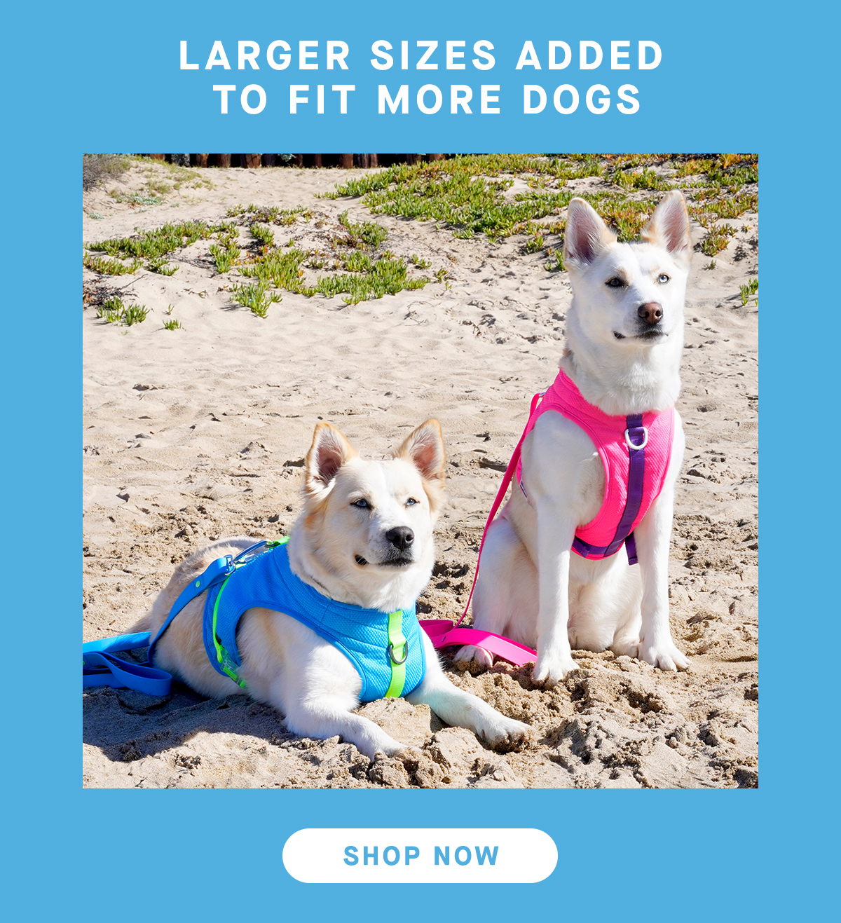 2 large dogs wearing pink and blue cooling harnesses - Larger sizes added to fit more dogs