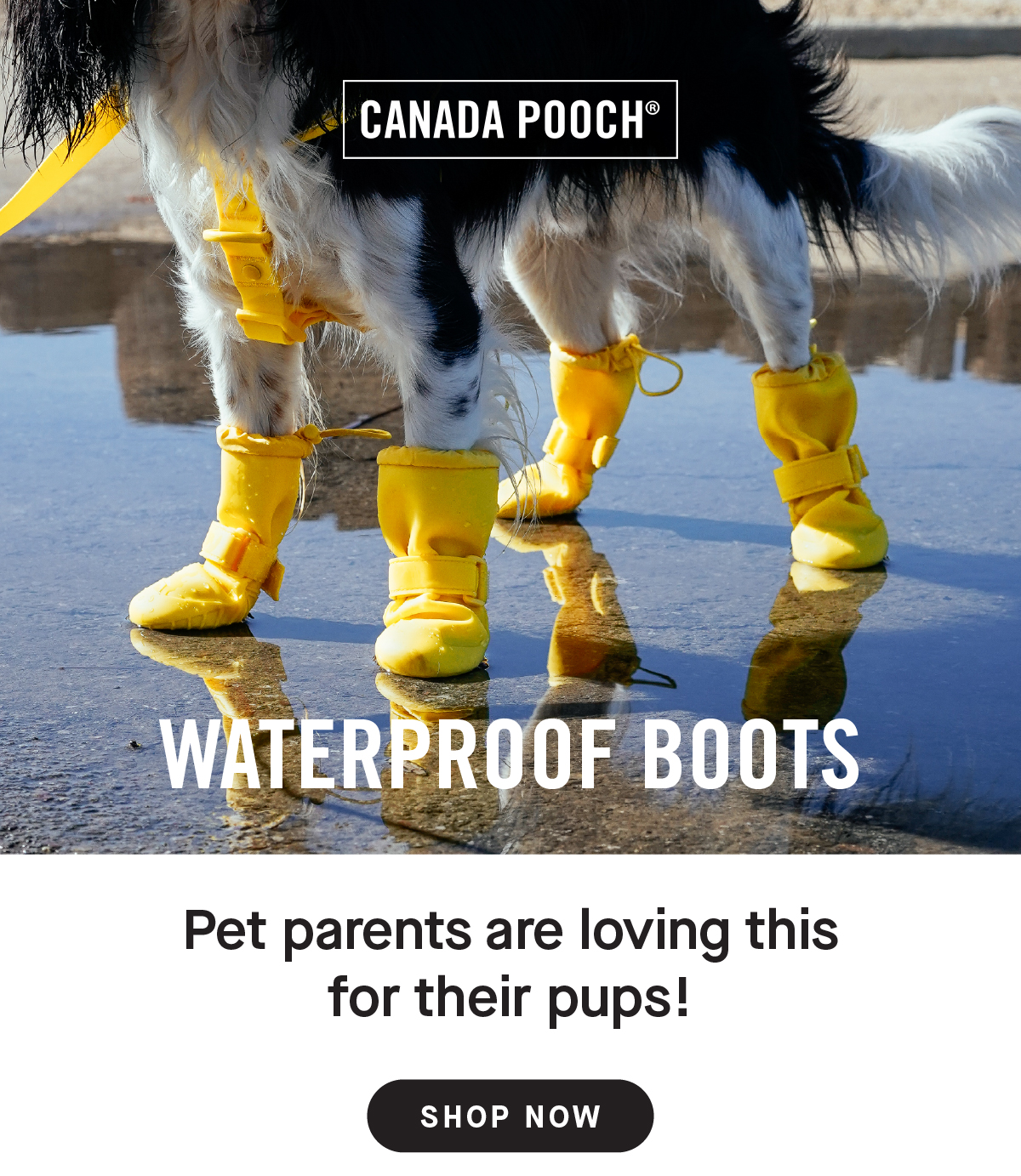 Picture of dog wearing yellow Waterproof Boots in a puddle - Waterproof Boots, Pet parents are loving this for their pups!