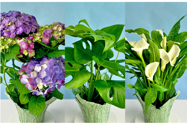 three potted plants (Hydrangea, Monstera, Calla Lilies) on white table with blue background; feature title Trader Joe's More Blooms for Your Buck