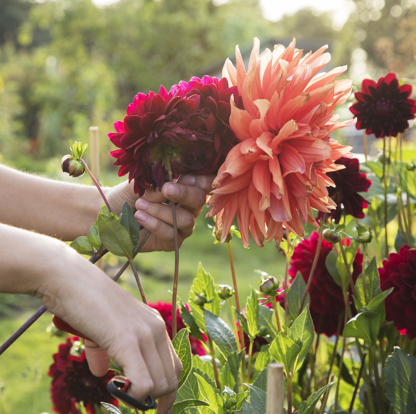 20 Types of Dahlias to Grow in Your Garden