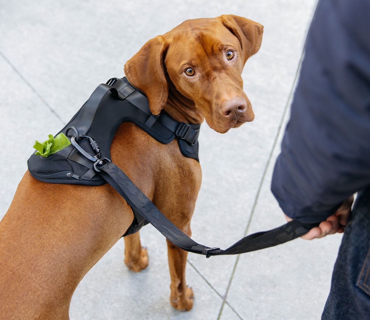 The Neoprene Harness