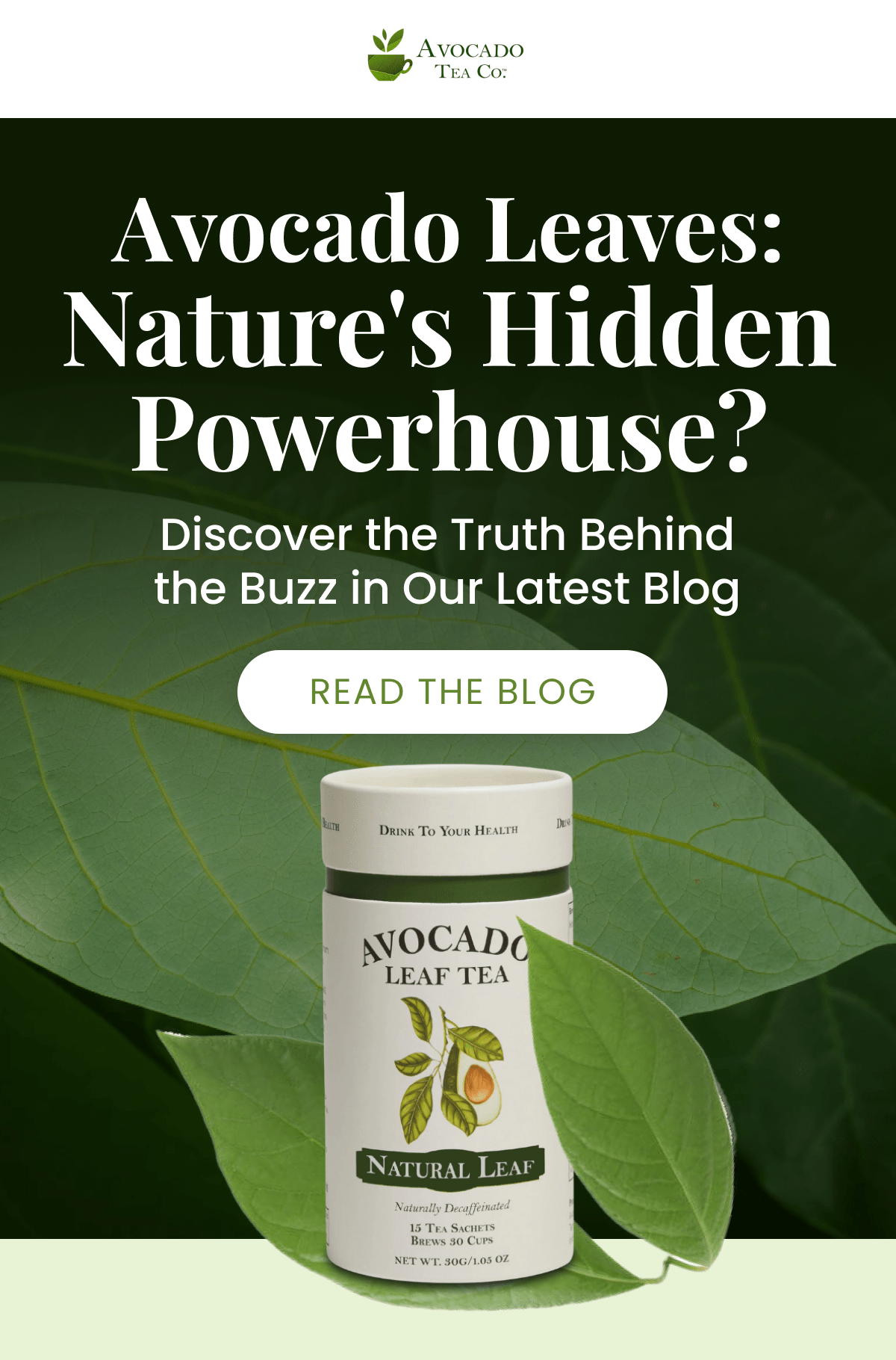 Avocado Leaves: Nature's Hidden Powerhouse? Discover the Truth Behind the Buzz in Our Latest Blog