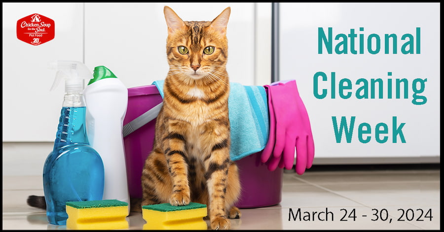 orange and brown striped cat sitting in front of bucket, towel, gloves, and other cleaning supplies