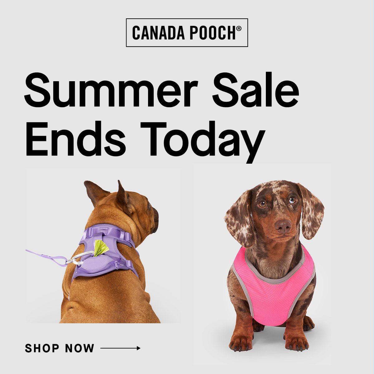 Summer Sale Ends Today