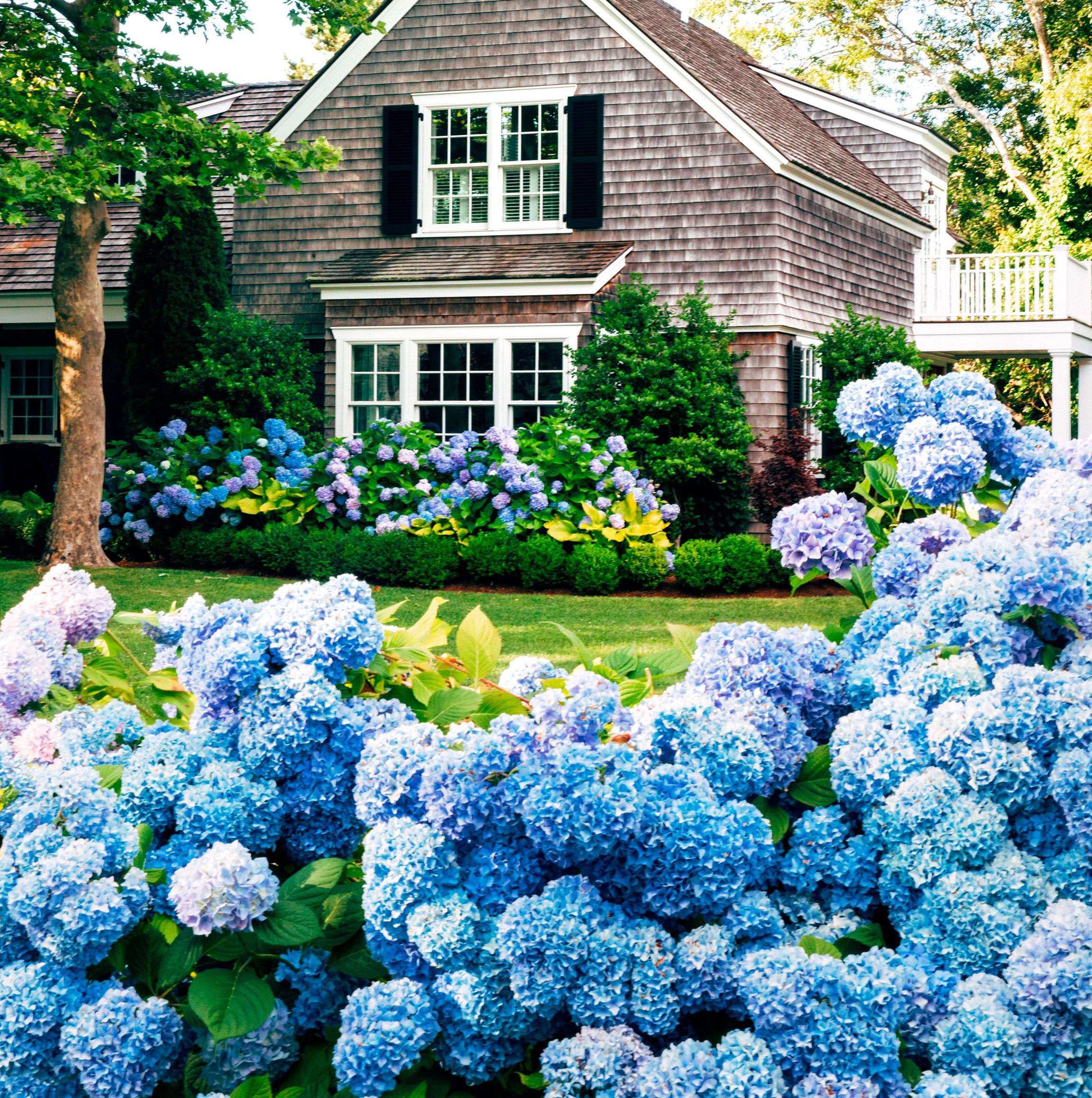 Growing Hydrangeas? These Are the 5 Main Types, and How They Differ