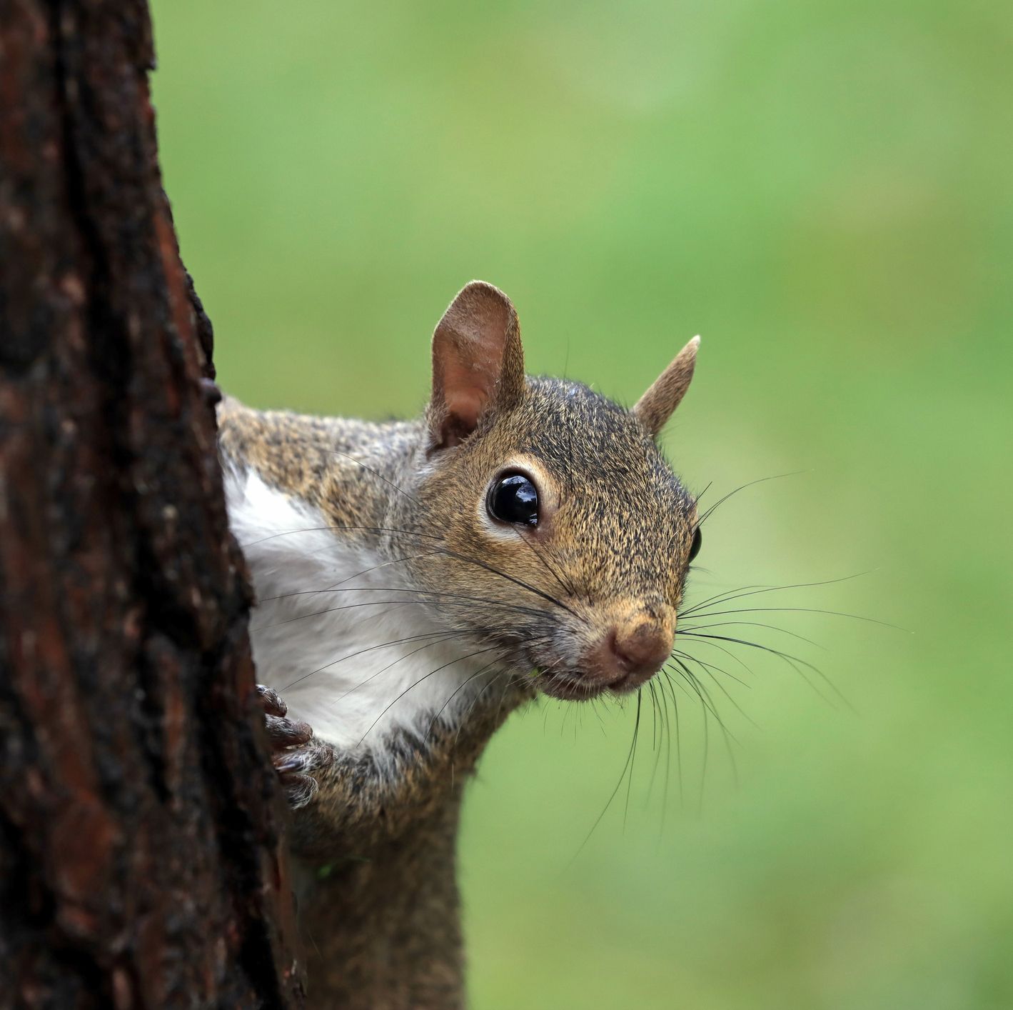 Are the Squirrels Treating Your Bird Feeders Like a Buffet? One of These Feeders Will Help