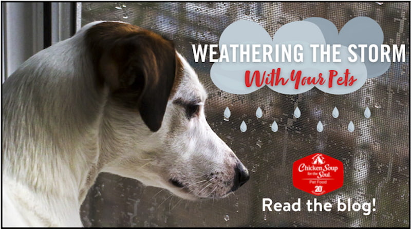 dog looking through window at rainy outdoors