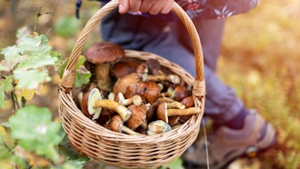 Wild Mushroom I Stock 1179187729