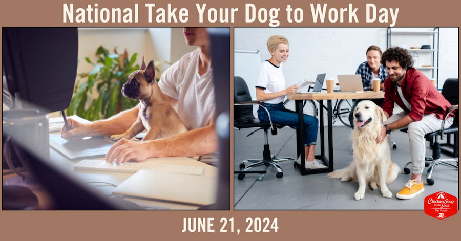 dog and man sitting at desk while the man types and draws; dog sitting next to group table with a woman and two men smiling