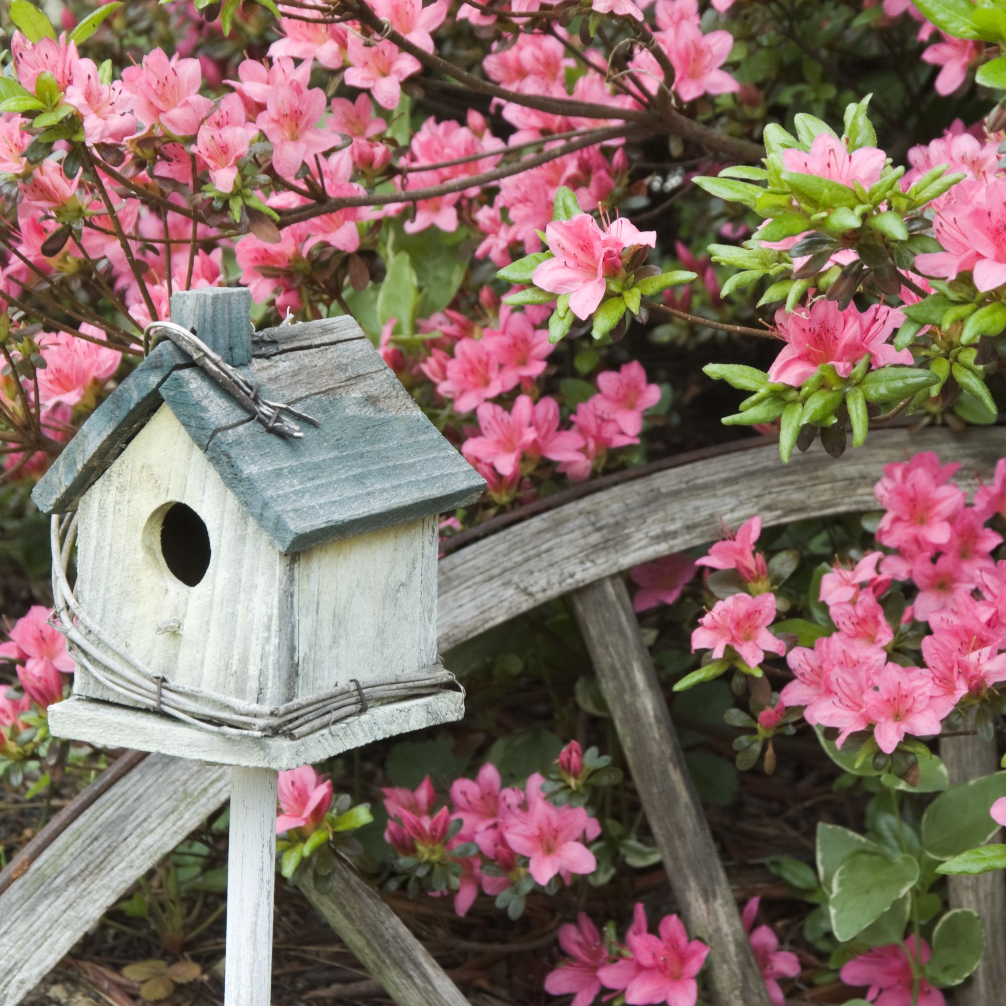 A Gardener's Guide to Growing Beautiful Azaleas