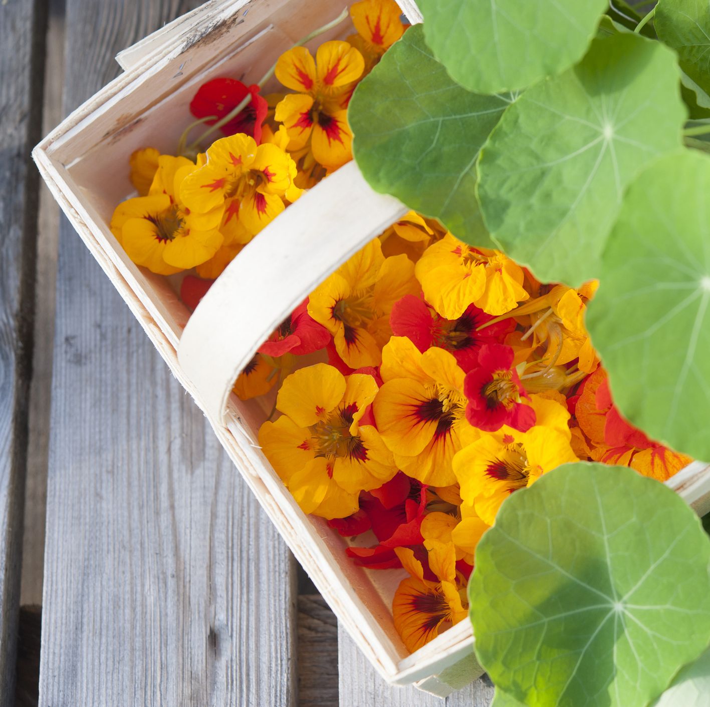 Want an Easy-Care Plant in Your Garden? You Need Nasturtiums