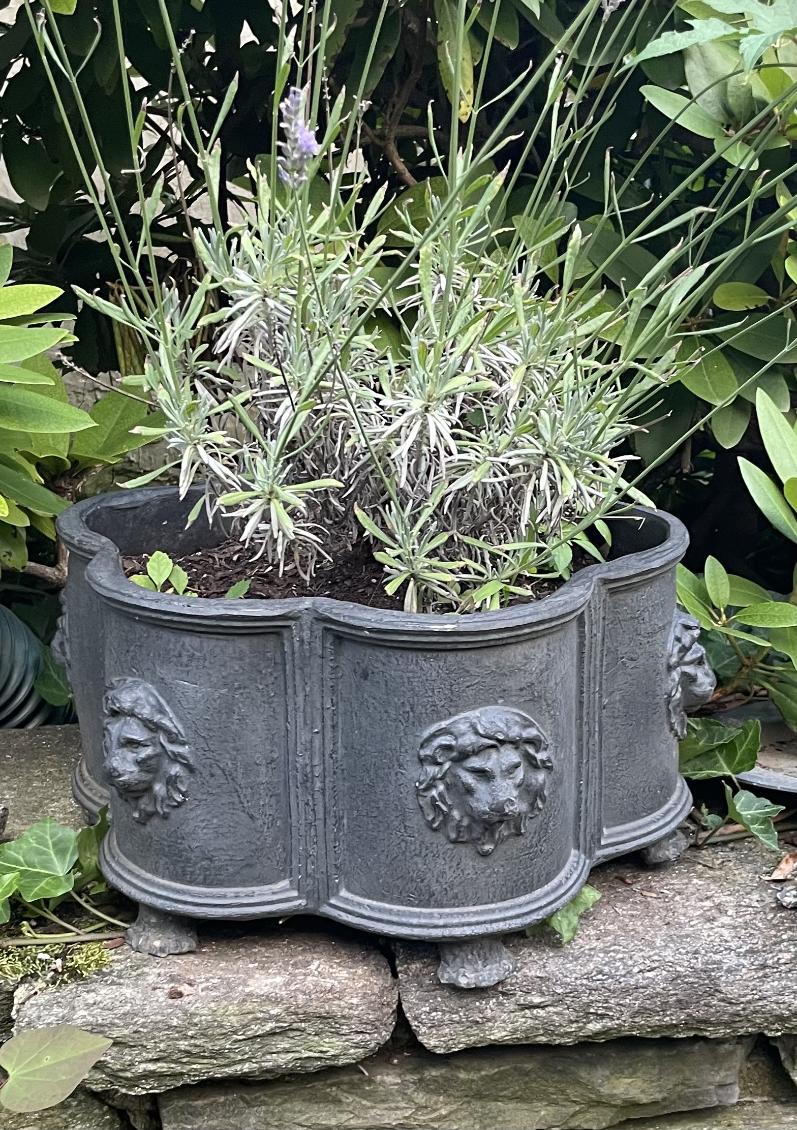 Lion Planter, Six Claw Feet