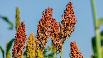 Sorghum plants.