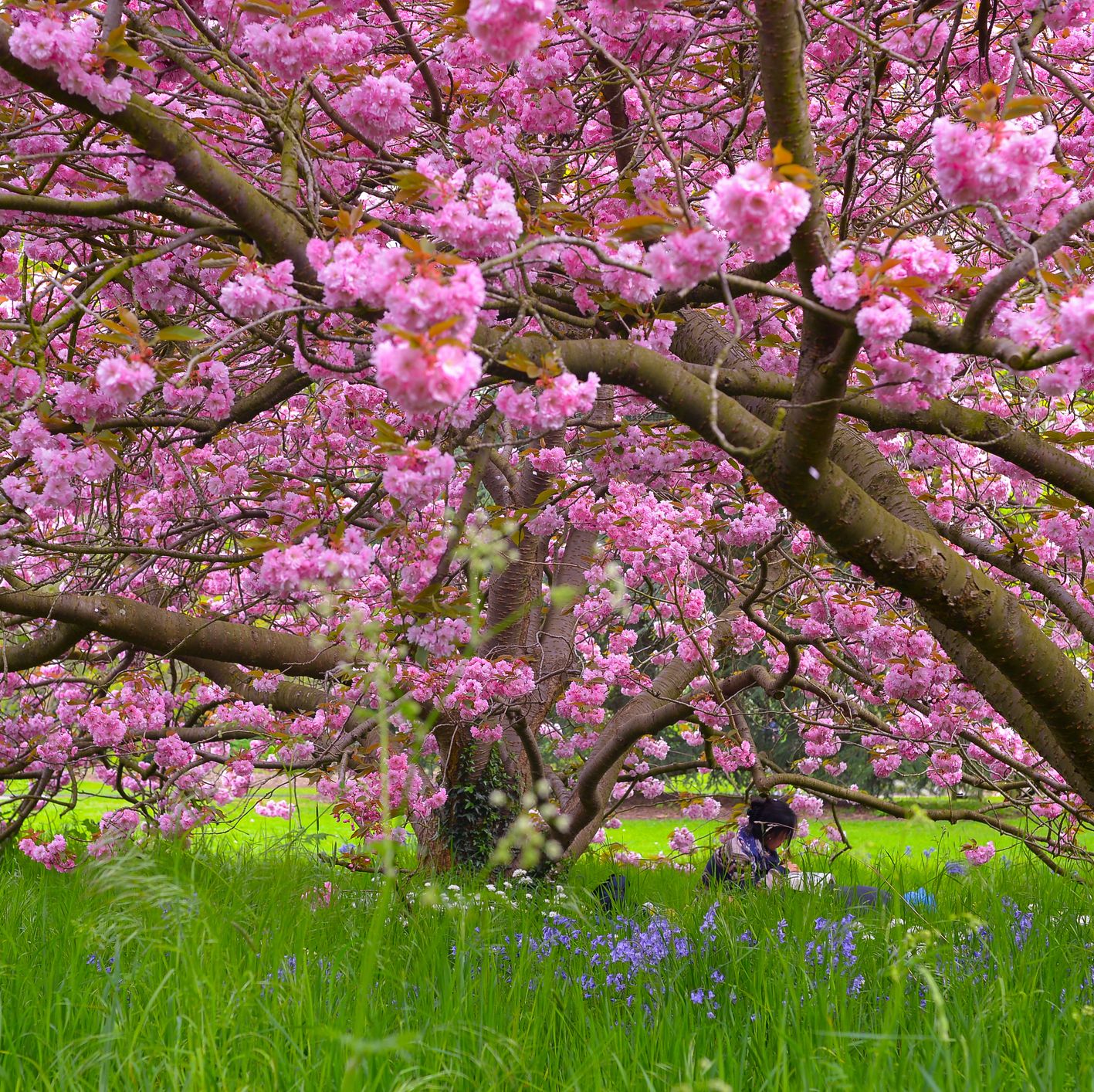 A Dozen Pink-Flowering Trees That Are the Picture of Spring