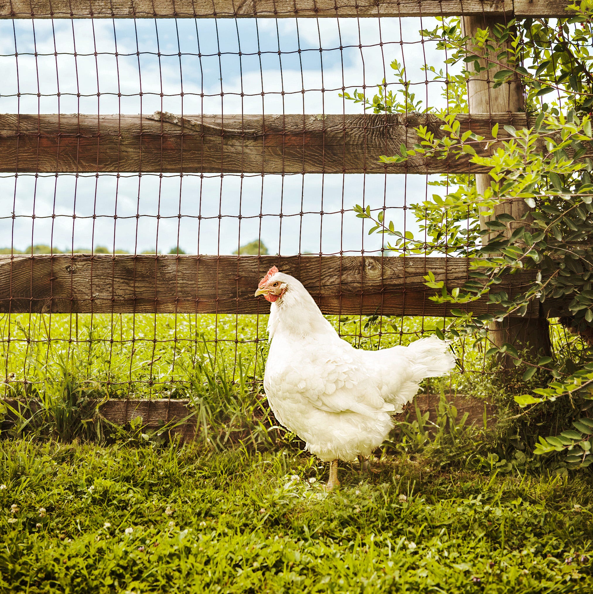 How to Raise Chickens: An Easy-to-Follow Guide for Beginners