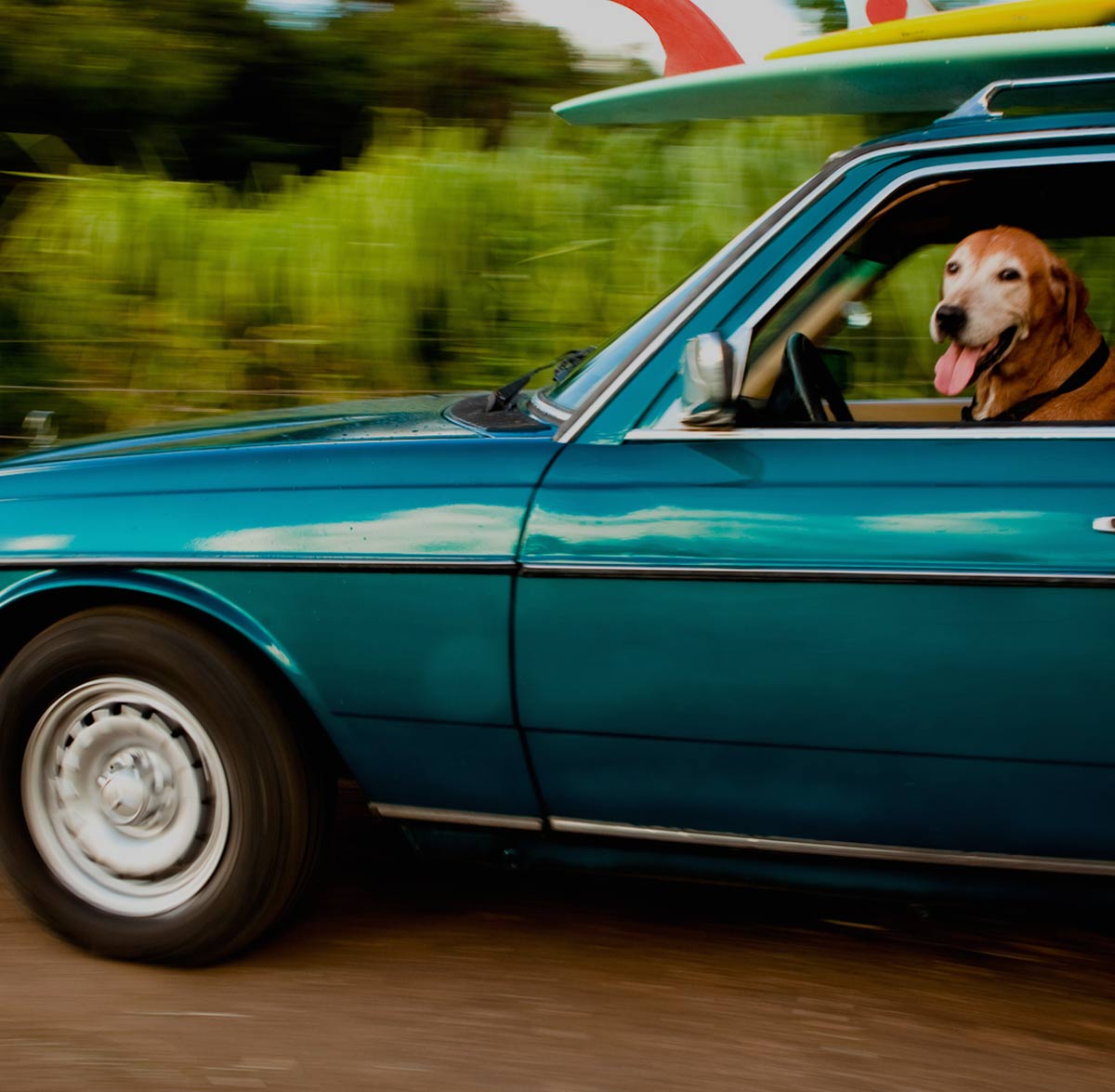 A golden-haired dog sits in the driver's seat of a moving car with two surfboards on the roof. 