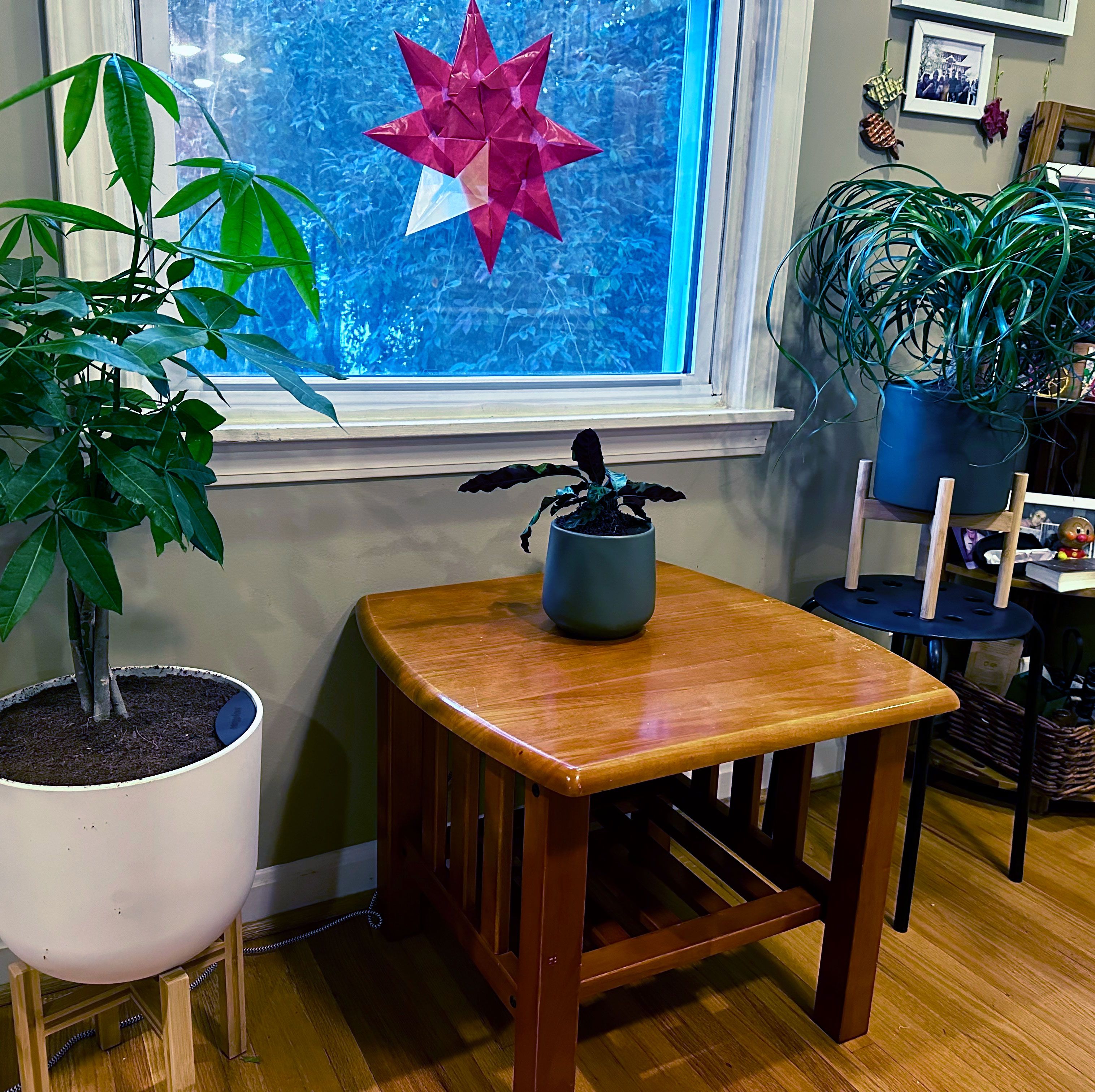 Would You Pay $50 for a Houseplant? Our Easyplant Review