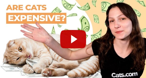 Are cats expensive?