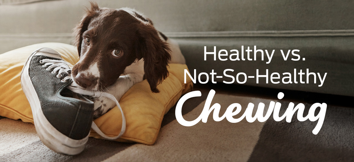 Healthy vs. Not-So-Healthy Chewing