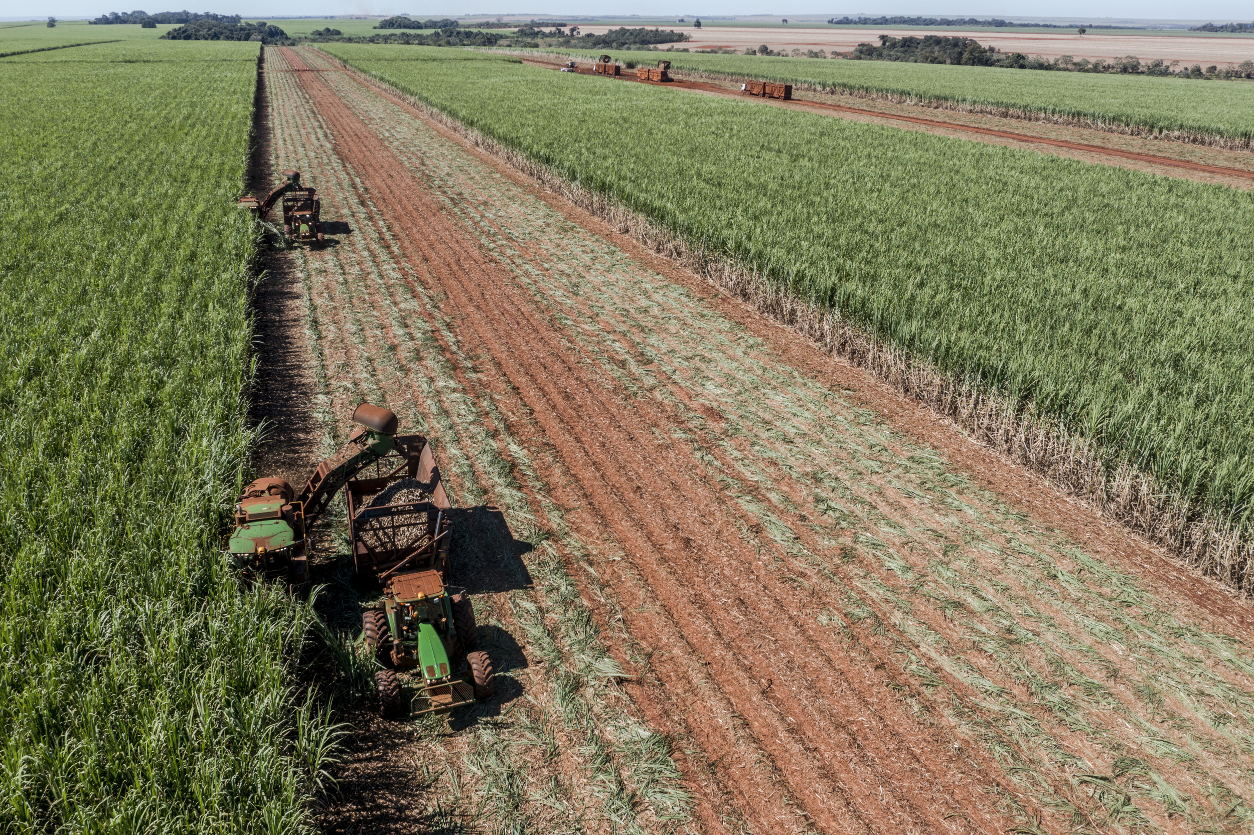 Sugar Cane BP Bunge Brazil