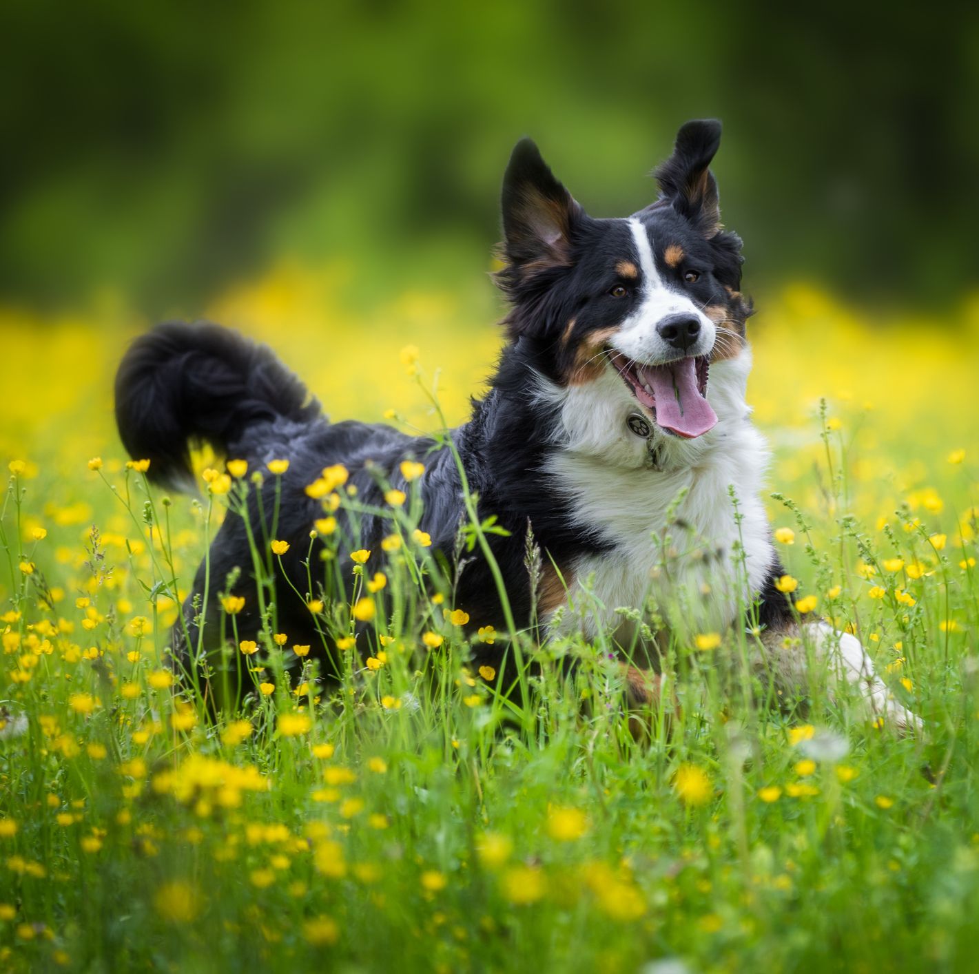 45 Best Medium-Sized Dog Breeds for Every Family