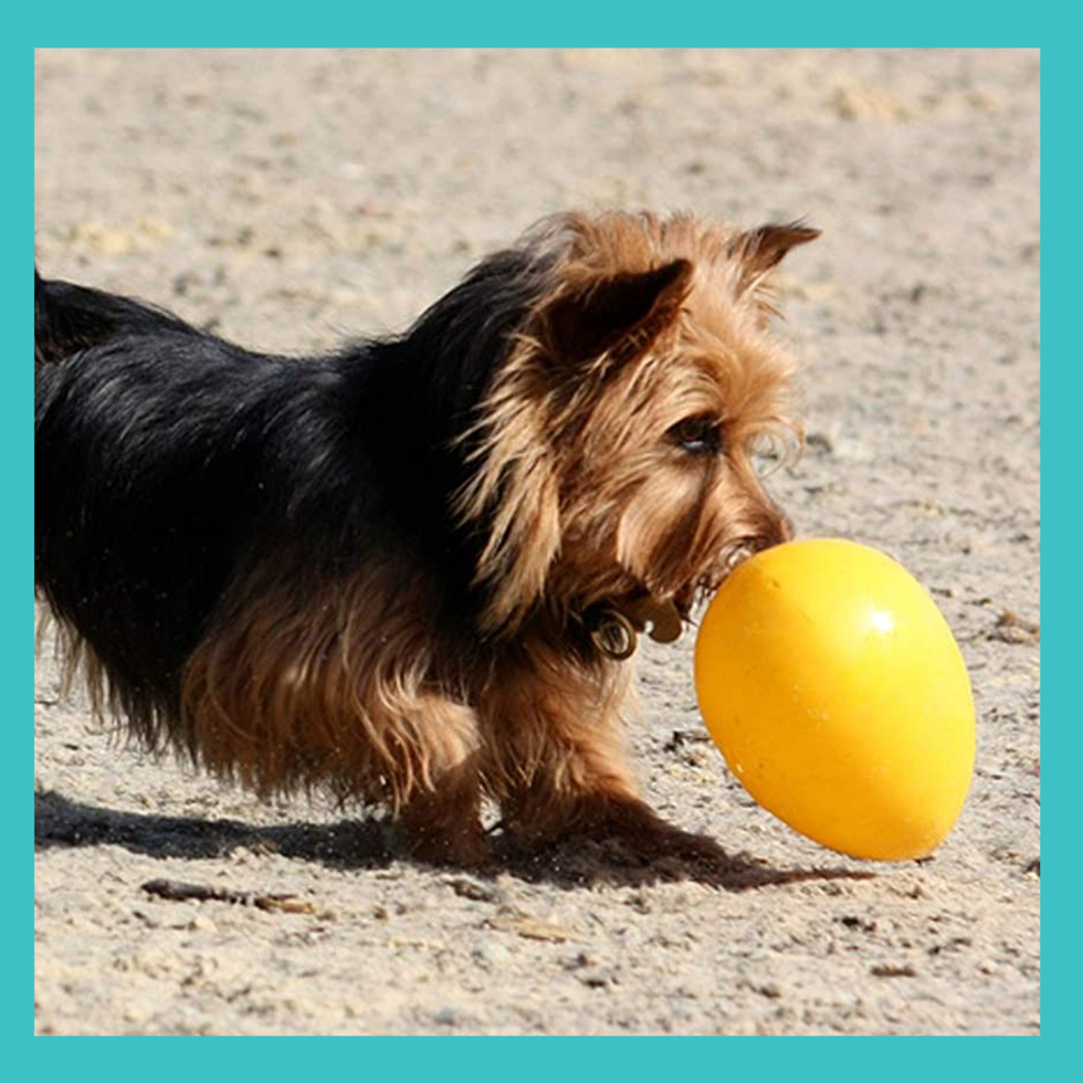 These Pet Deals Deserve a Round of A-Paws