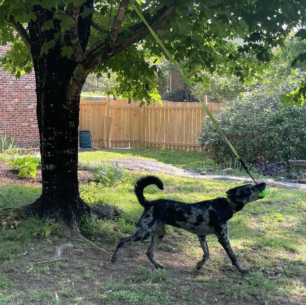 Treat Your Pup to a New Toy! National Dog Day Is August 26