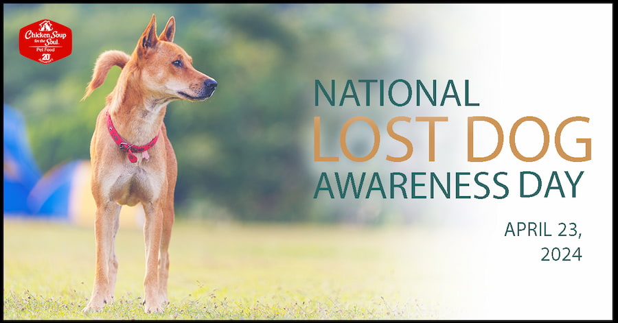 light brown dog wearing red collar and standing on grass