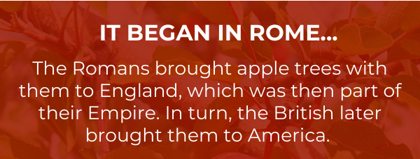 IT BEGAN IN ROME...The Romans brought apple trees with them to England, which was then part of their Empire. In turn, the British later brought them to America.