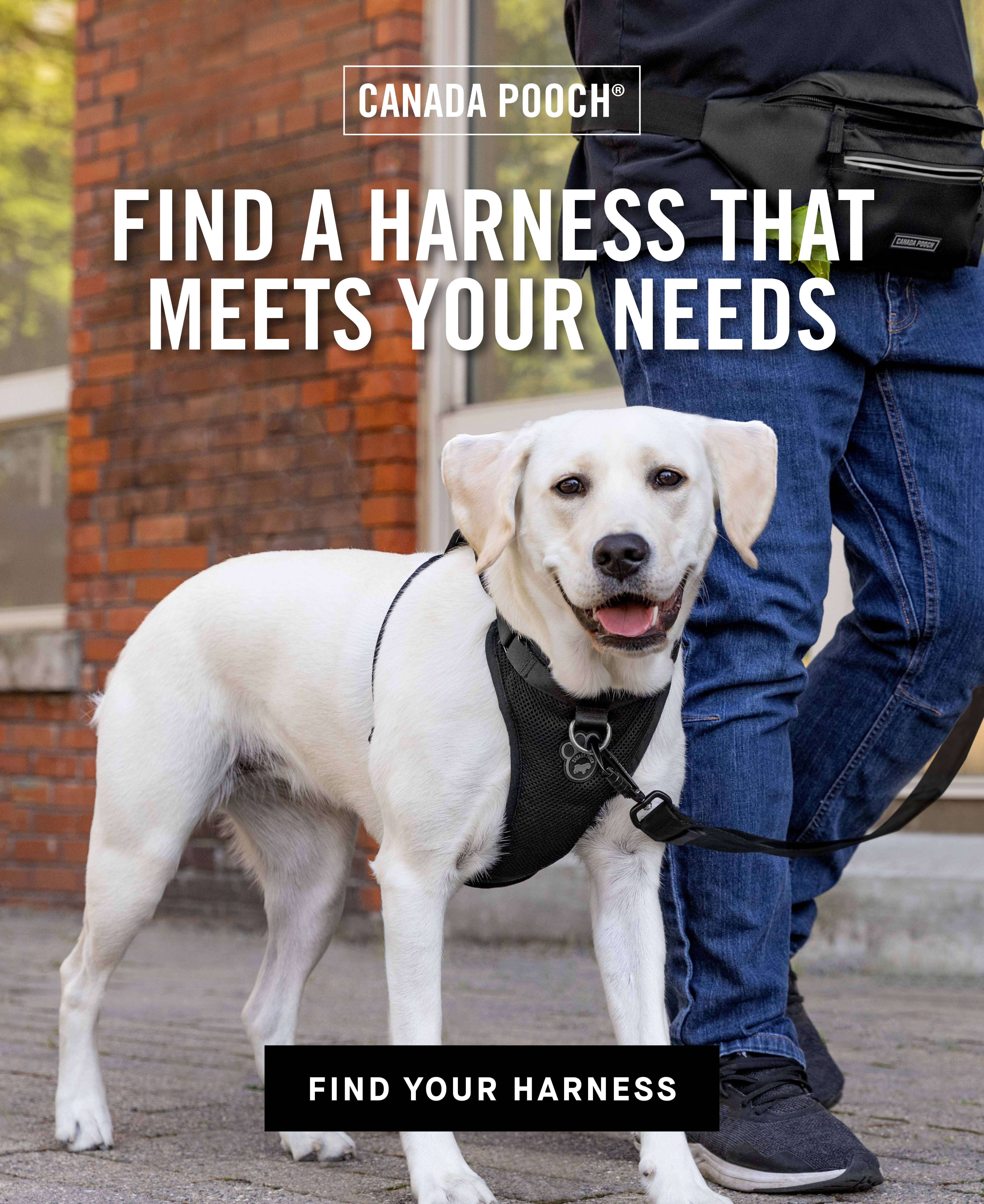 Find a harness that meets your needs