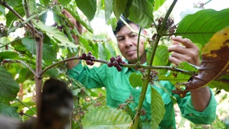 Le Van Tam tends to coffee plants at a farm in Dak Lak province, Vietnam, Feb. 1, 2024.