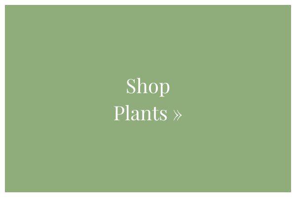 Shop Plants »