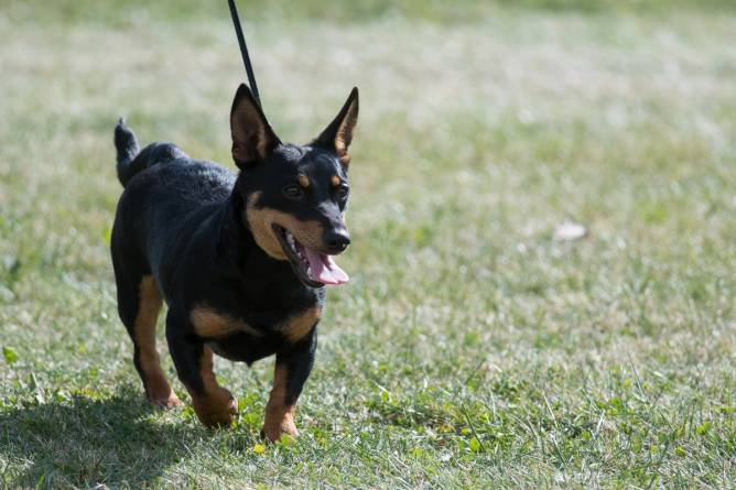 A Lancashire Heeler