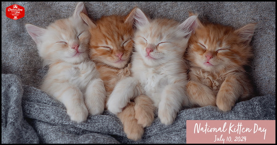 four kittens sleep on their backs under a blanket; their eyes are closed and their front paws are above the blanket top