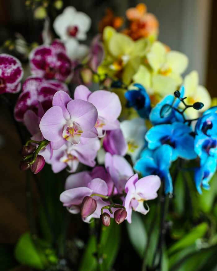 premium orchids_multicolor