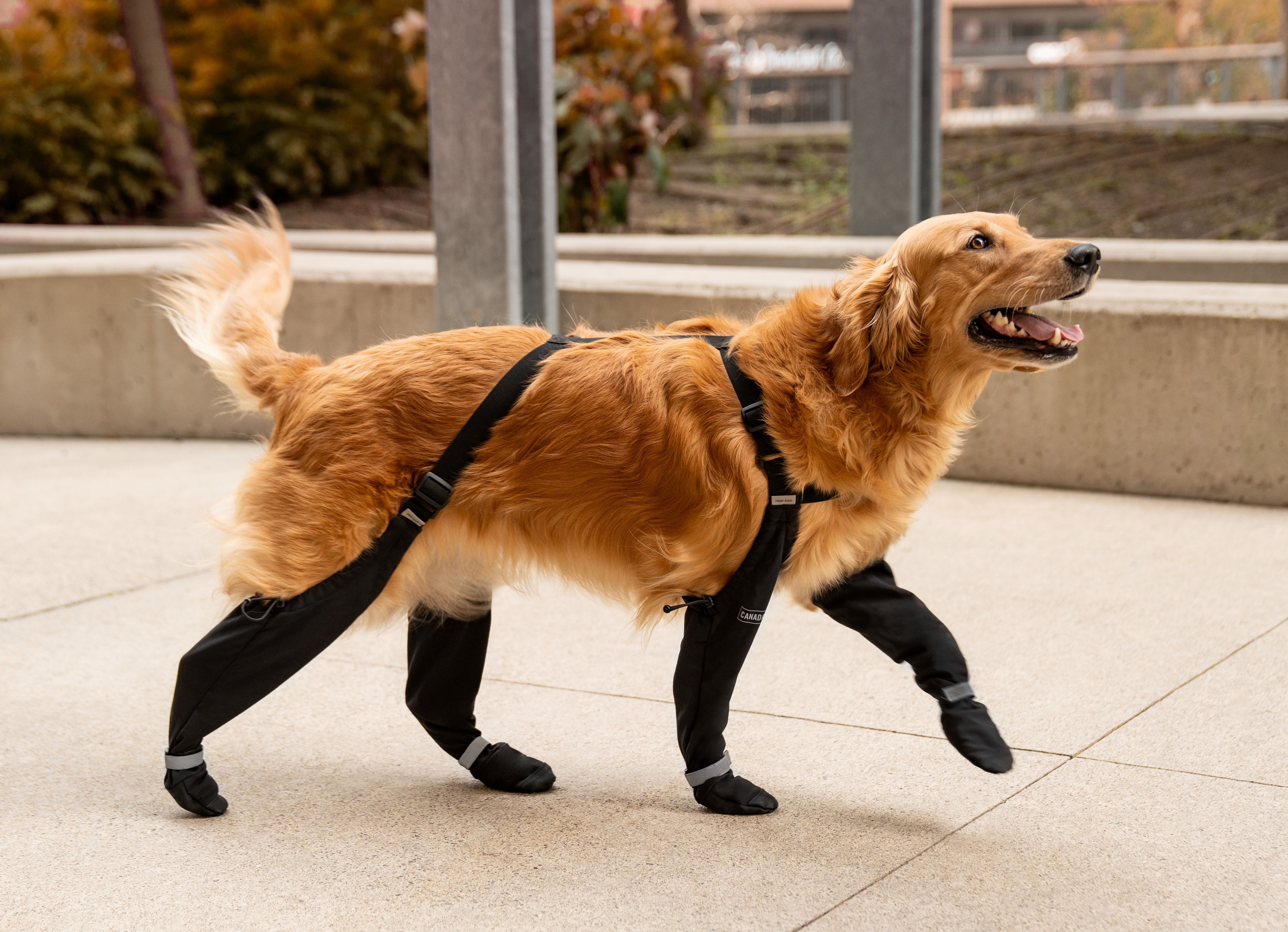 Pup in Suspender Boots