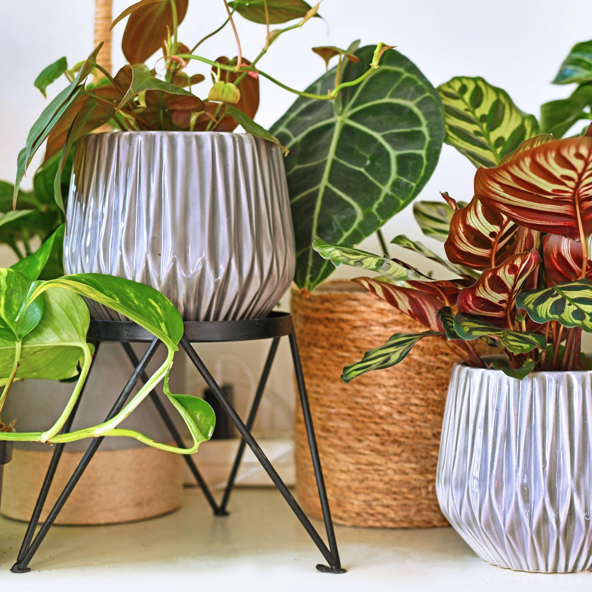 Bring the Outside in with Our Favorite Houseplants