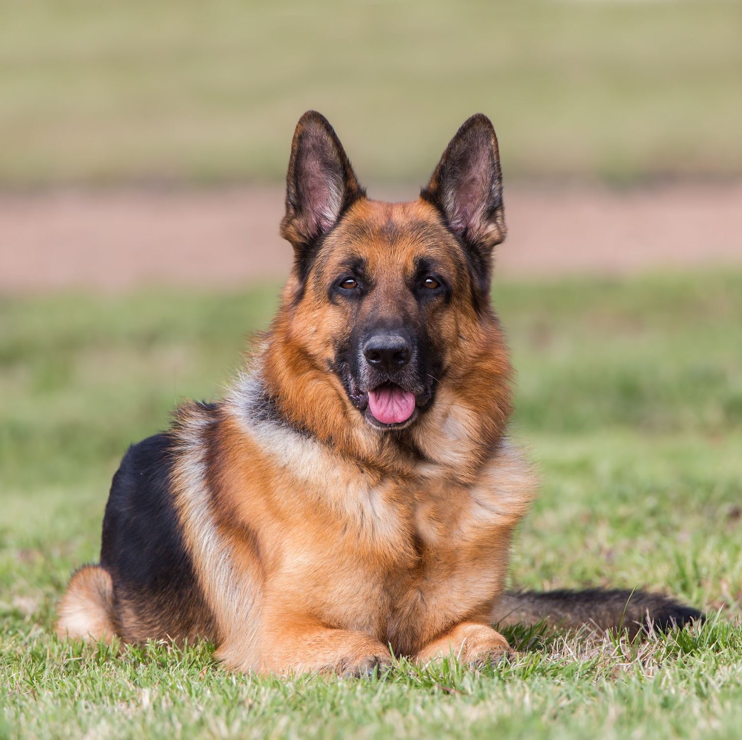 Best Guard Dog Breeds to Keep Your Family Safe