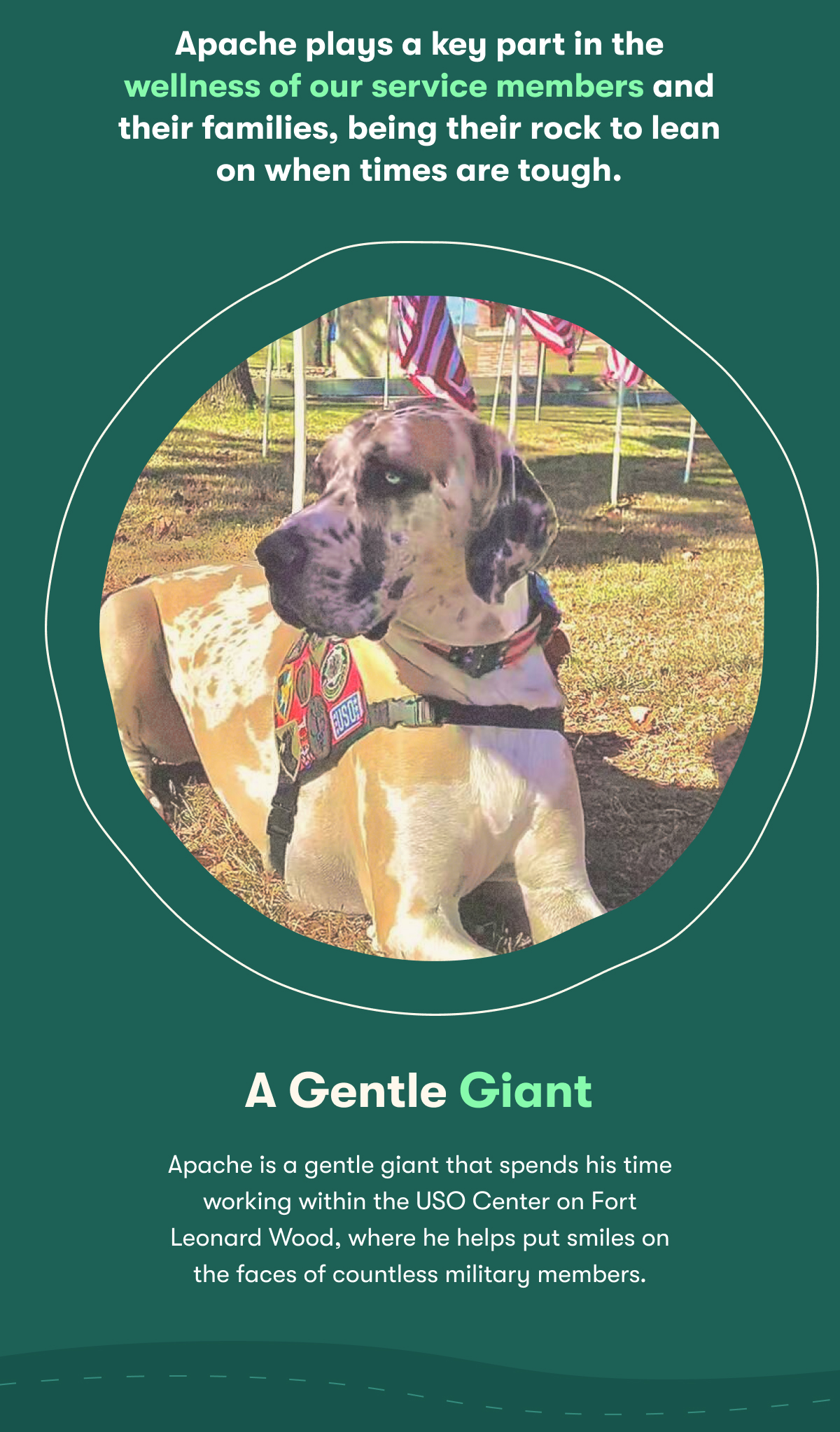 Apache plays a key part in the wellness of our service members and their families, being their rock to lean on when times are tough. A Gentle Giant. Apache is a gentle giant that spends his time working within the USO Center on Fort Leonard Wood, where he helps put smiles on the faces of countless military members.