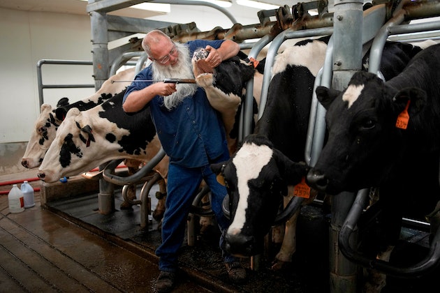 Prisoner Dean Crider uses a device to give a cow pills in the dairy at the Montana State Prison Wednesday, Aug. 16, 2023, in Deer Lodge, Mont.