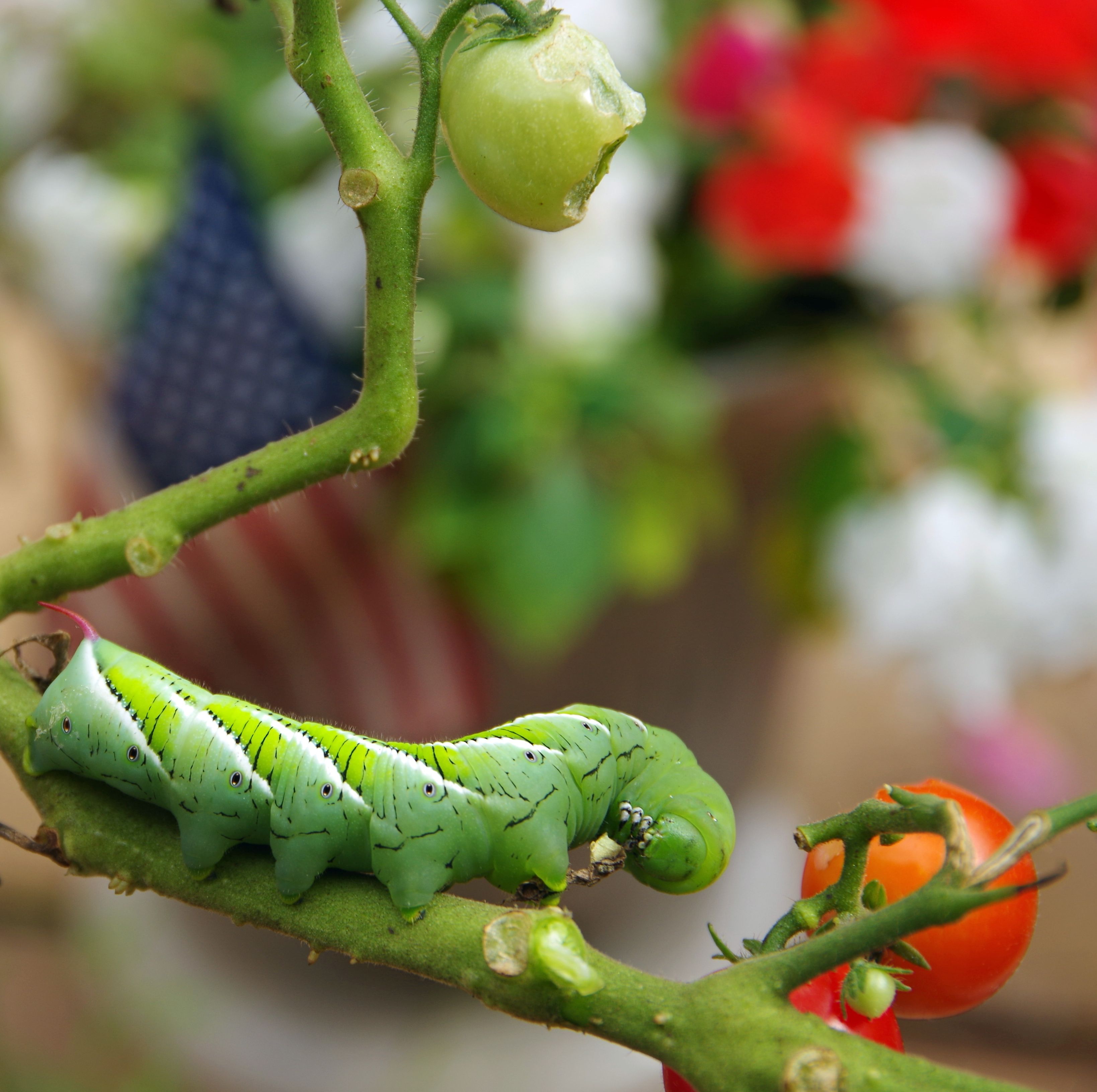 Growing Tomatoes? Keep An Eye Out for These 7 Pests