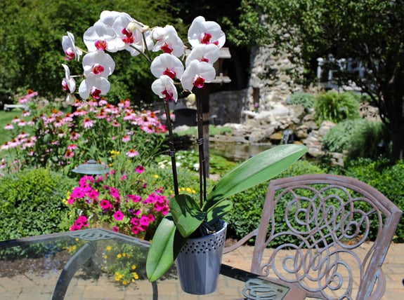 bi-color-white-orchid-in-the-garden