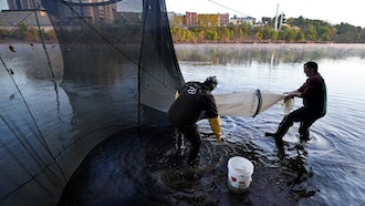 Darrell Young and his son, Dustin, set up a fyke net to capture baby eels on the Penobscot River, Brewer, Maine, May 15, 2021.