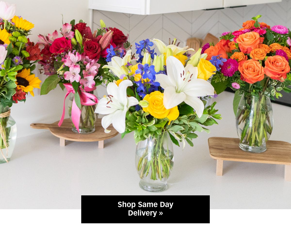 Shop Same Day Delivery »