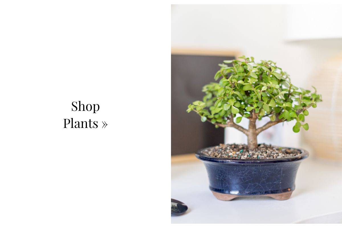 Shop Plants »