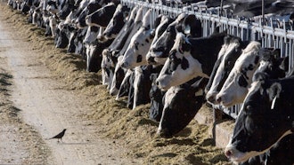 Dairy cattle on a farm near Vado, N.M., March 31, 2017.