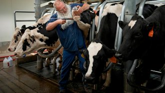 Prisoner Dean Crider uses a device to give a cow pills in the dairy at the Montana State Prison, Aug. 16, 2023, Deer Lodge, Mont.