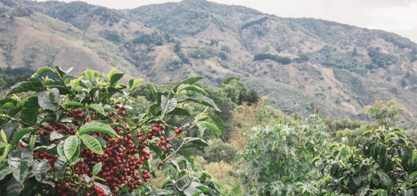 Rows of coffee plants near the top of a mountain with a sign reading VIVERO, translating to "Nursery" in English