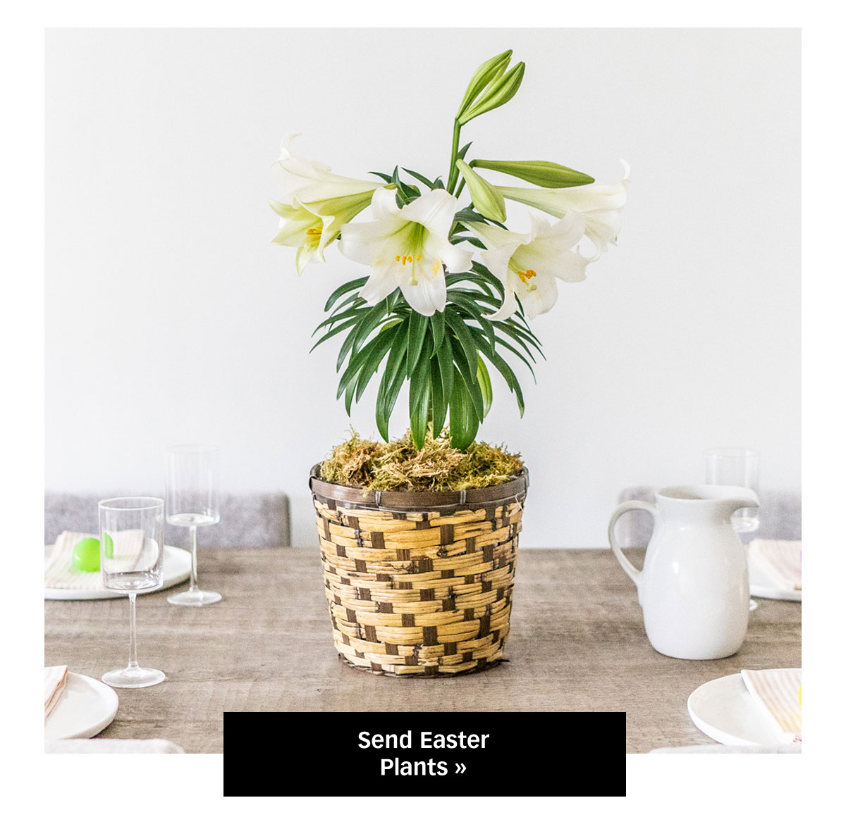 Shop Easter Plants »